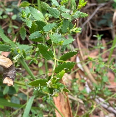 Gonocarpus teucrioides (Germander Raspwort) at Myall Lakes National Park - 17 Dec 2023 by Tapirlord