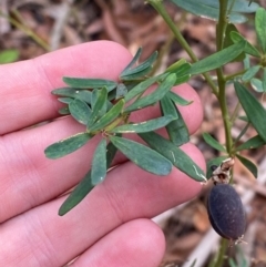 Gompholobium latifolium (Golden Glory Pea, Giant Wedge-pea) at Myall Lakes National Park - 17 Dec 2023 by Tapirlord