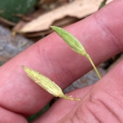 Unidentified Other Wildflower or Herb at Seal Rocks, NSW - 17 Dec 2023 by Tapirlord