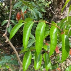 Unidentified Other Tree at Seal Rocks, NSW - 16 Dec 2023 by Tapirlord