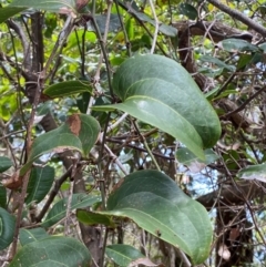 Smilax australis (Barbed-Wire Vine) at Myall Lakes National Park - 16 Dec 2023 by Tapirlord