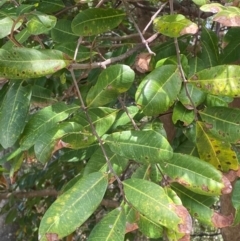 Cupaniopsis anacardioides (Tuckeroo, Cupan Tree) at Myall Lakes National Park - 17 Dec 2023 by Tapirlord