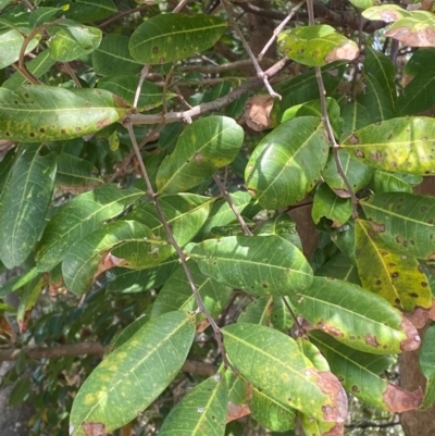 Cupaniopsis anacardioides (Tuckeroo, Cupan Tree) at Myall Lakes National Park - 16 Dec 2023 by Tapirlord