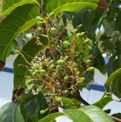 Unidentified Other Tree at Seal Rocks, NSW - 16 Dec 2023 by Tapirlord