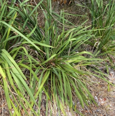 Lomandra longifolia (Spiny-headed Mat-rush, Honey Reed) at Myall Lakes National Park - 17 Dec 2023 by Tapirlord