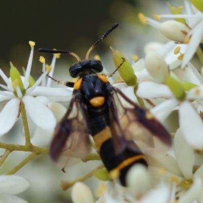 Pterygophorus sp. (genus) (Long-tailed Sawfly) at Mongarlowe, NSW - 20 Jan 2024 by LisaH