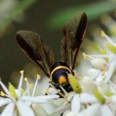 Pterygophorus sp. (genus) at QPRC LGA - 20 Jan 2024