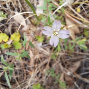 Epilobium billardiereanum subsp. cinereum at Mount Majura - 20 Jan 2024