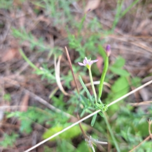 Epilobium billardiereanum subsp. cinereum at Mount Majura - 20 Jan 2024