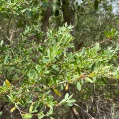 Leptospermum laevigatum (Coast Teatree) at Myall Lakes National Park - 17 Dec 2023 by Tapirlord