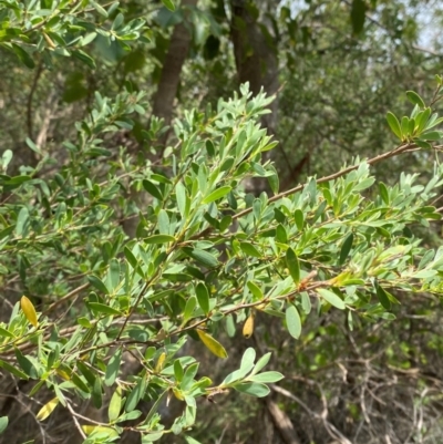 Leptospermum laevigatum (Coast Teatree) at Myall Lakes National Park - 17 Dec 2023 by Tapirlord