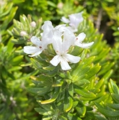 Westringia fruticosa (Native Rosemary) at Myall Lakes National Park - 16 Dec 2023 by Tapirlord