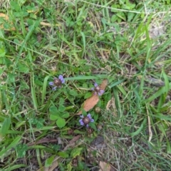 Prunella vulgaris (Self-heal, Heal All) at Huskisson, NSW - 20 Jan 2024 by AniseStar