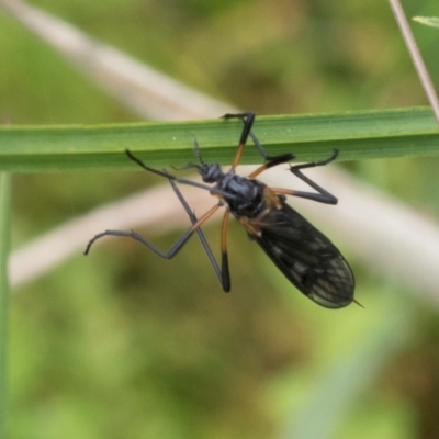 Gynoplistia sp. (genus) (Crane fly) at Nunnock Swamp - 18 Jan 2024 by AlisonMilton