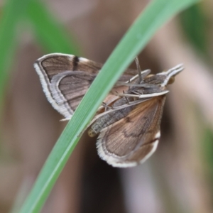 Metasia (genus) at QPRC LGA - suppressed