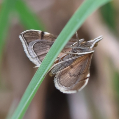 Metasia (genus) (A Crambid moth) at Mongarlowe, NSW - 20 Jan 2024 by LisaH