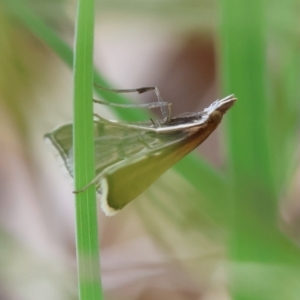 Metasia (genus) at QPRC LGA - suppressed