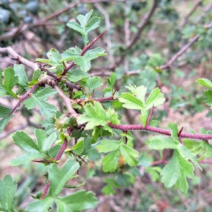 Crataegus monogyna at Mount Majura - 20 Jan 2024