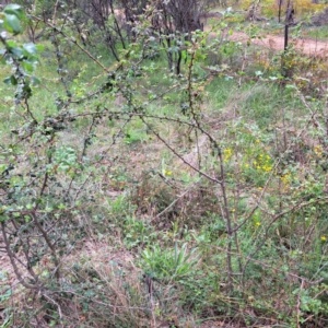 Crataegus monogyna at Mount Majura - 20 Jan 2024 11:09 AM