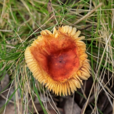 Unidentified Cap on a stem; gills below cap [mushrooms or mushroom-like] at Glen Allen, NSW - 18 Jan 2024 by AlisonMilton