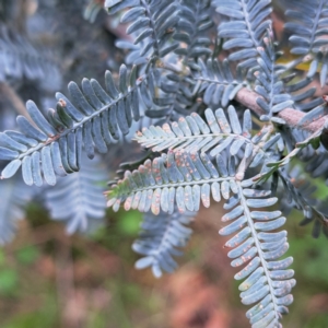 Acacia baileyana at Mount Majura - 20 Jan 2024