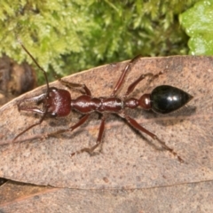 Myrmecia simillima at Glenbog State Forest - 17 Jan 2024 by AlisonMilton