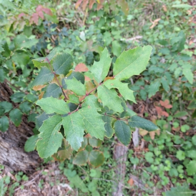 Berberis aquifolium (Oregon Grape) at Watson, ACT - 20 Jan 2024 by abread111