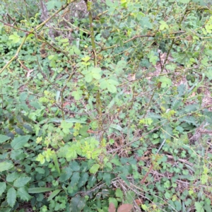 Rosa rubiginosa at Mount Majura - 20 Jan 2024