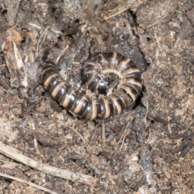 Unidentified Millipede (Diplopoda) at Bemboka, NSW - 17 Jan 2024 by AlisonMilton