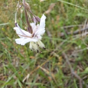 Arthropodium milleflorum at Mount Majura - 20 Jan 2024