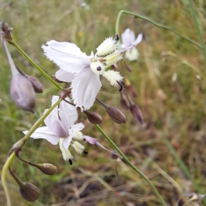 Arthropodium milleflorum at Mount Majura - 20 Jan 2024 11:24 AM