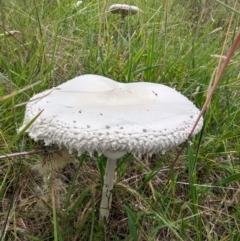 Macrolepiota dolichaula (Macrolepiota dolichaula) at McQuoids Hill - 20 Jan 2024 by HelenCross