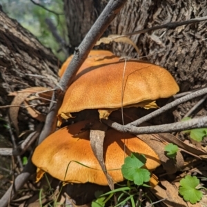 Gymnopilus junonius at Kambah, ACT - 20 Jan 2024