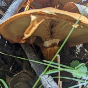 Gymnopilus junonius at Kambah, ACT - 20 Jan 2024