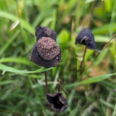 Unidentified Cap on a stem; gills below cap [mushrooms or mushroom-like] at Kambah, ACT - 20 Jan 2024 by HelenCross