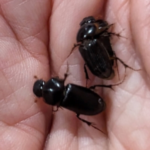 Acrossidius tasmaniae at Lions Youth Haven - Westwood Farm A.C.T. - 20 Jan 2024