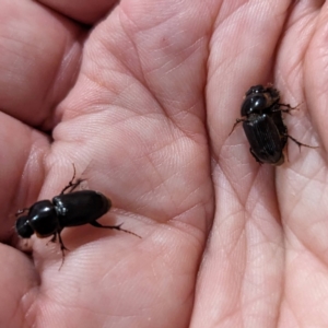 Acrossidius tasmaniae at Lions Youth Haven - Westwood Farm A.C.T. - 20 Jan 2024