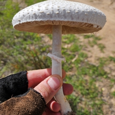 Macrolepiota dolichaula (Macrolepiota dolichaula) at Wright, ACT - 19 Jan 2024 by AaronClausen