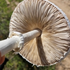 Macrolepiota dolichaula at Wright, ACT - 20 Jan 2024 10:11 AM