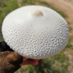 Macrolepiota dolichaula at Wright, ACT - 20 Jan 2024 10:11 AM