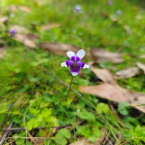 Viola hederacea at South East Forest National Park - 18 Jan 2024