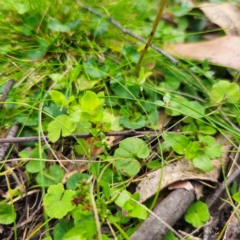 Viola hederacea at South East Forest National Park - 18 Jan 2024