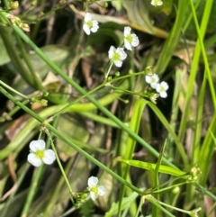 Alisma plantago-aquatica (Water Plantain) at QPRC LGA - 20 Jan 2024 by JaneR