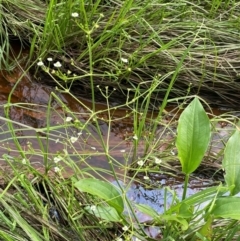 Alisma plantago-aquatica at QPRC LGA - 20 Jan 2024