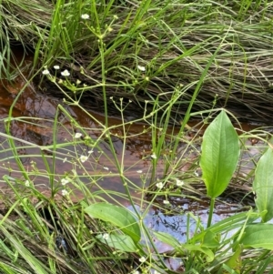 Alisma plantago-aquatica at QPRC LGA - 20 Jan 2024 04:00 PM