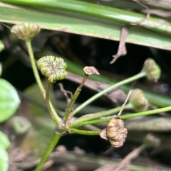 Alisma plantago-aquatica at QPRC LGA - 20 Jan 2024