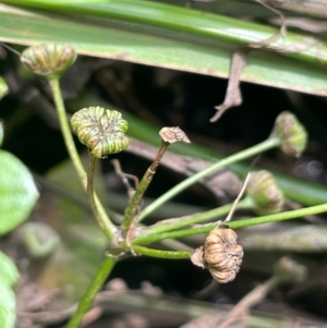 Alisma plantago-aquatica at QPRC LGA - 20 Jan 2024