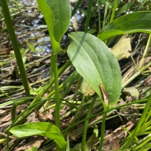 Alisma plantago-aquatica at QPRC LGA - 20 Jan 2024