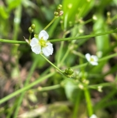 Alisma plantago-aquatica at QPRC LGA - 20 Jan 2024