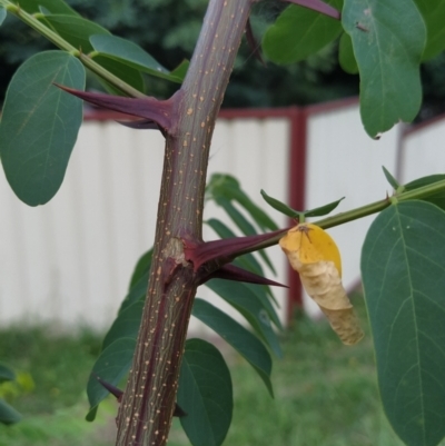 Robinia pseudoacacia (Black Locust) at Wanniassa Hill - 19 Jan 2024 by KumikoCallaway